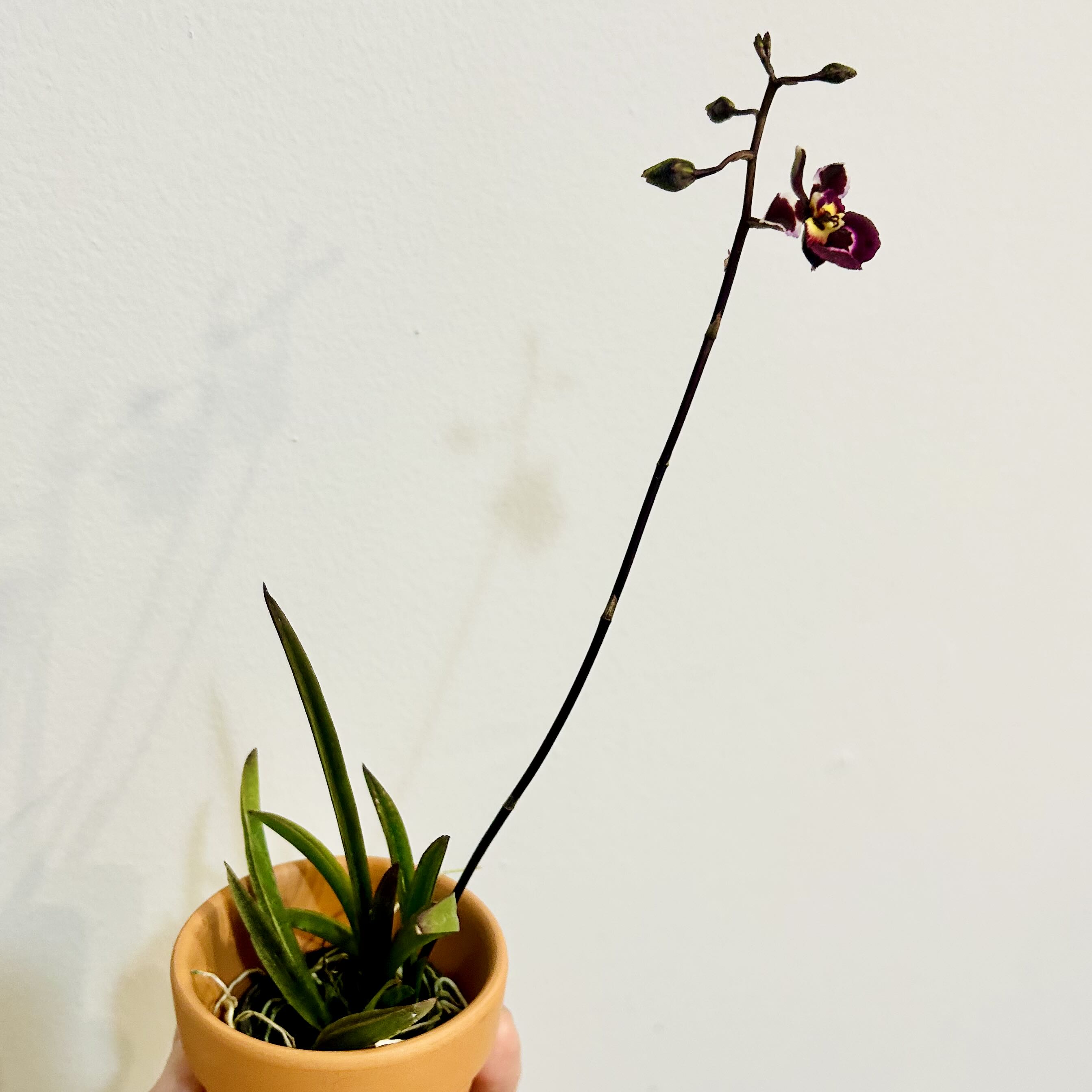 Photo of the plant species Tolumnia Orchid by @Theoreyofplants named Tolumnia on Greg, the plant care app