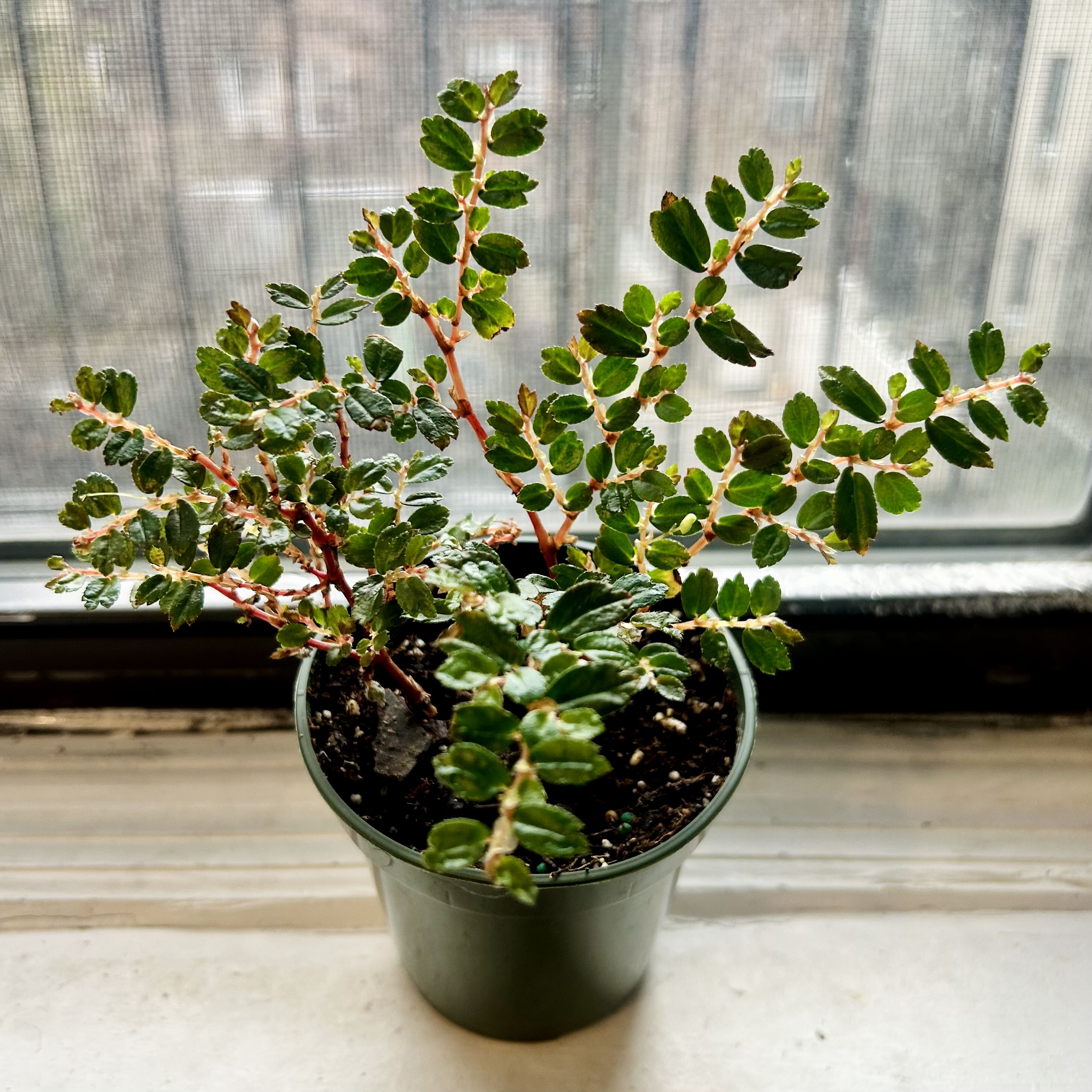 Photo of the plant species Begonia foliosa by @Theoreyofplants named Foliosa on Greg, the plant care app