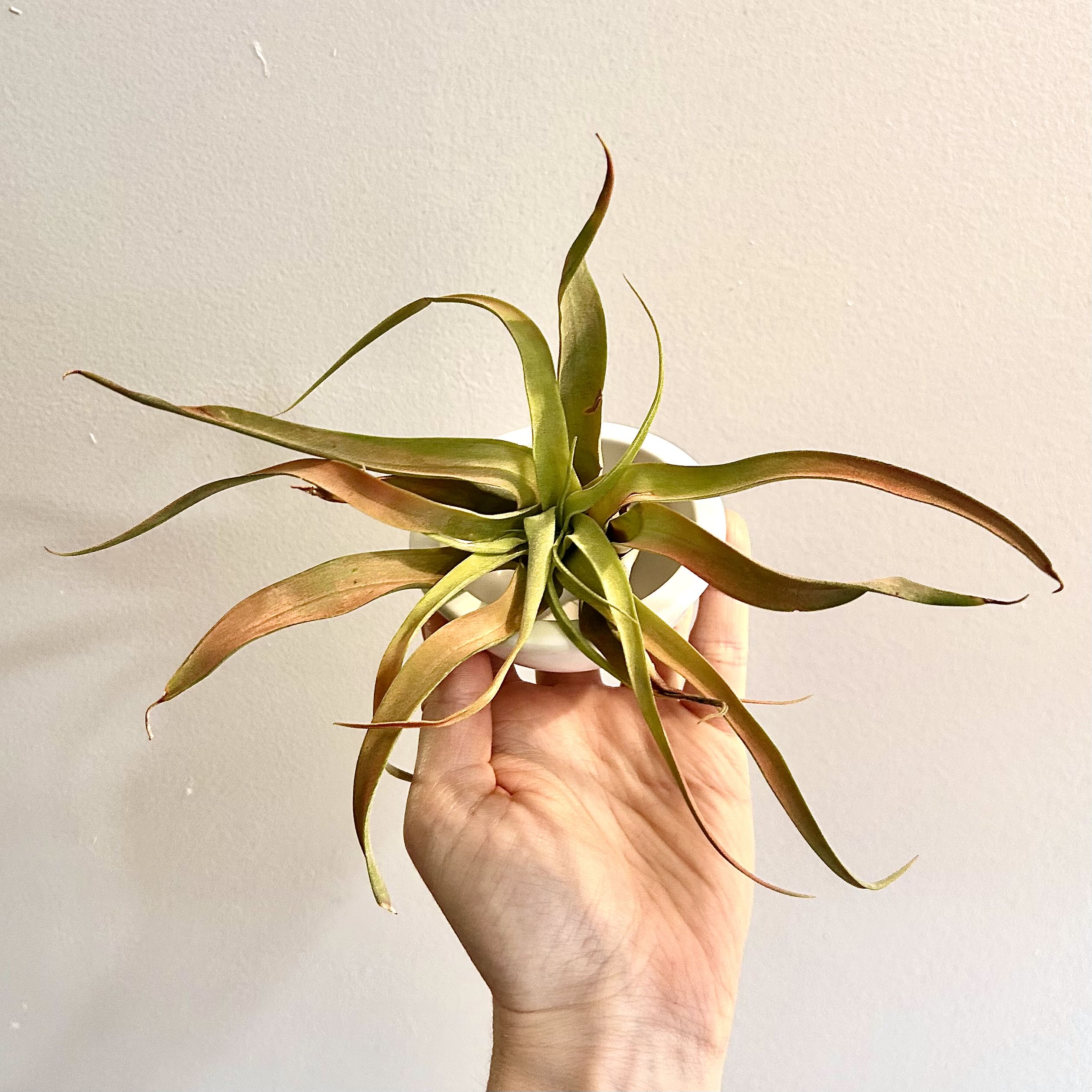 Photo of the plant species Tillandsia Capitita 'Peach' by @Theoreyofplants named Peach on Greg, the plant care app