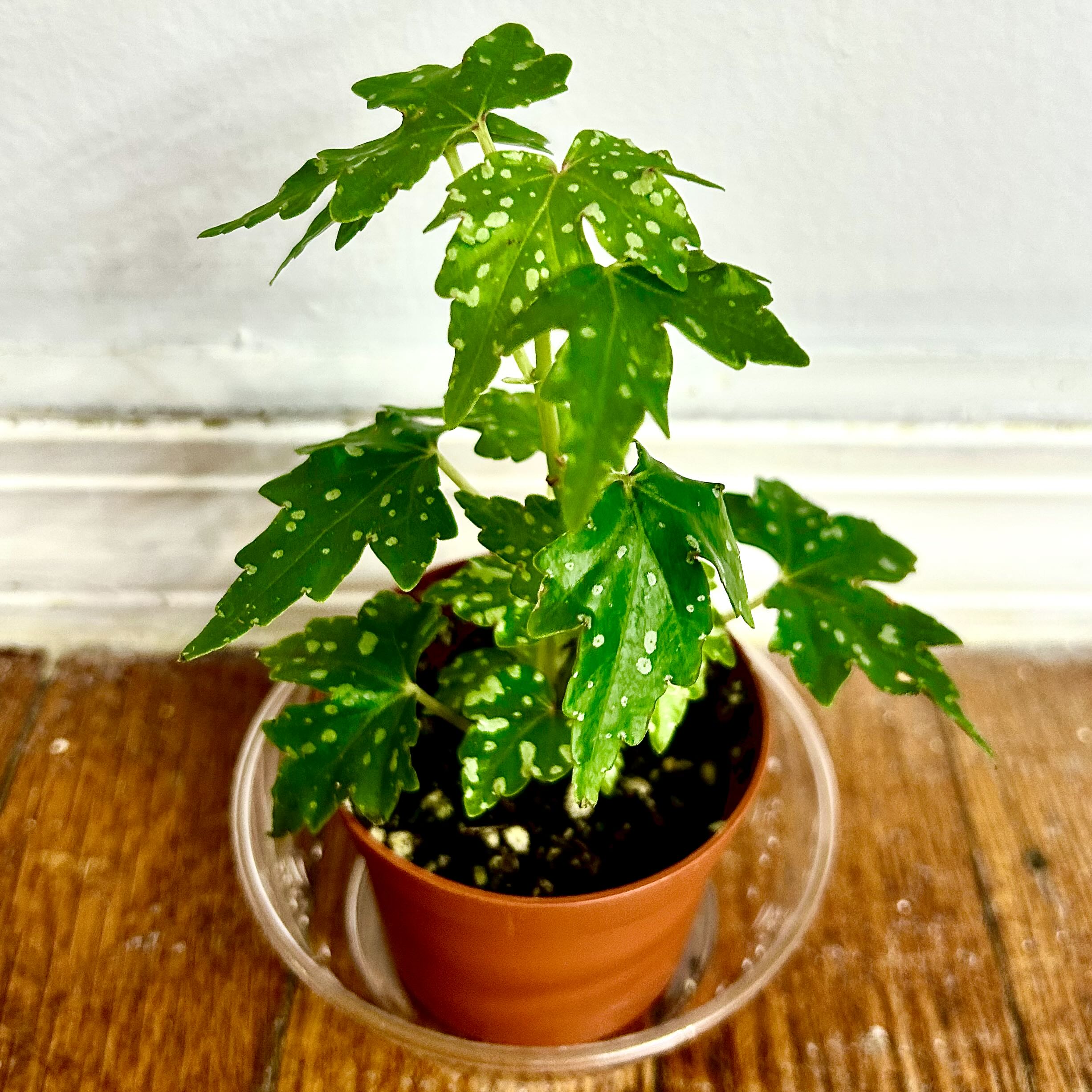 Photo of the plant species Begonia Tweedle Dee by @Theoreyofplants named Tweedle on Greg, the plant care app