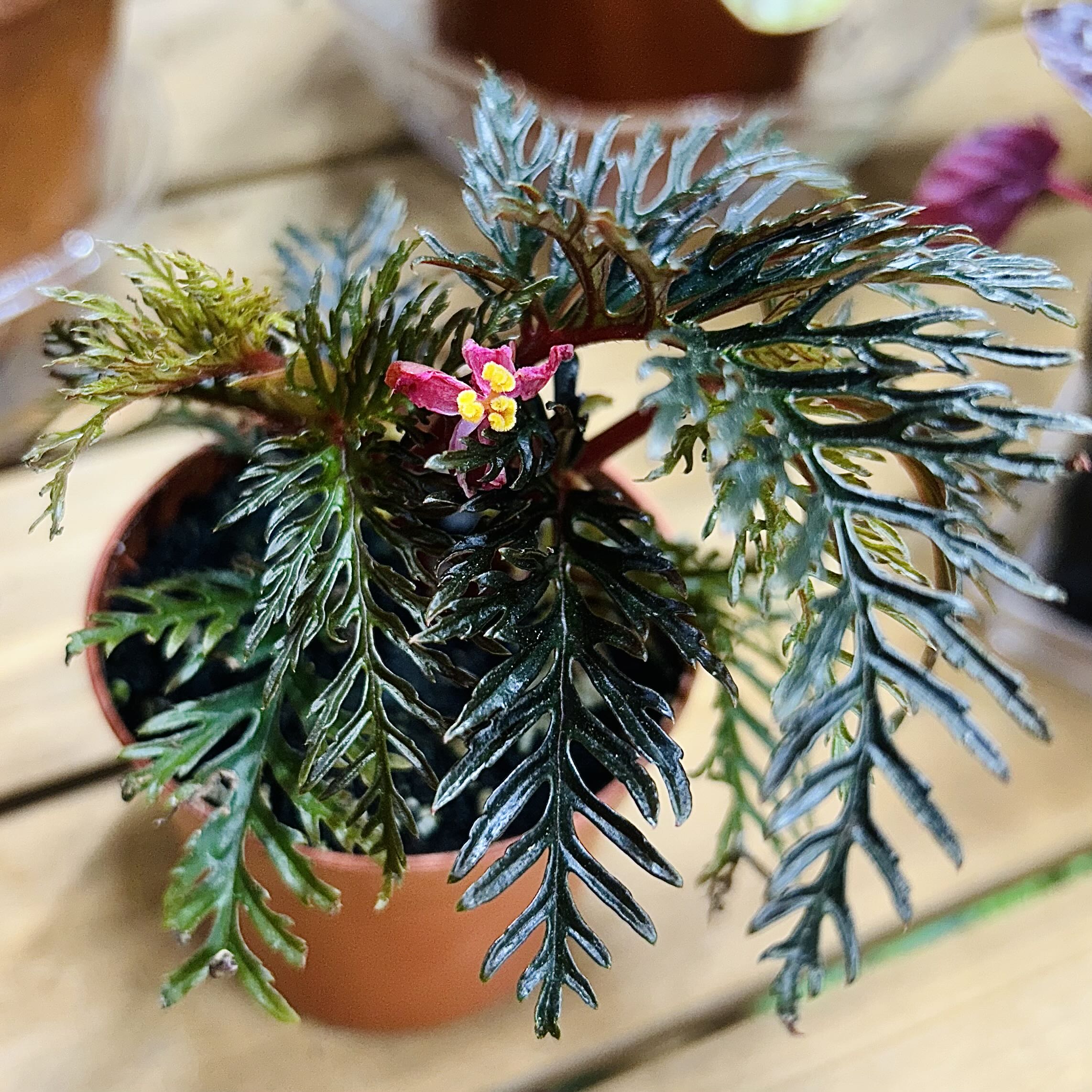Photo of the plant species Begonia bipinnatifida by @Theoreyofplants named Luna on Greg, the plant care app