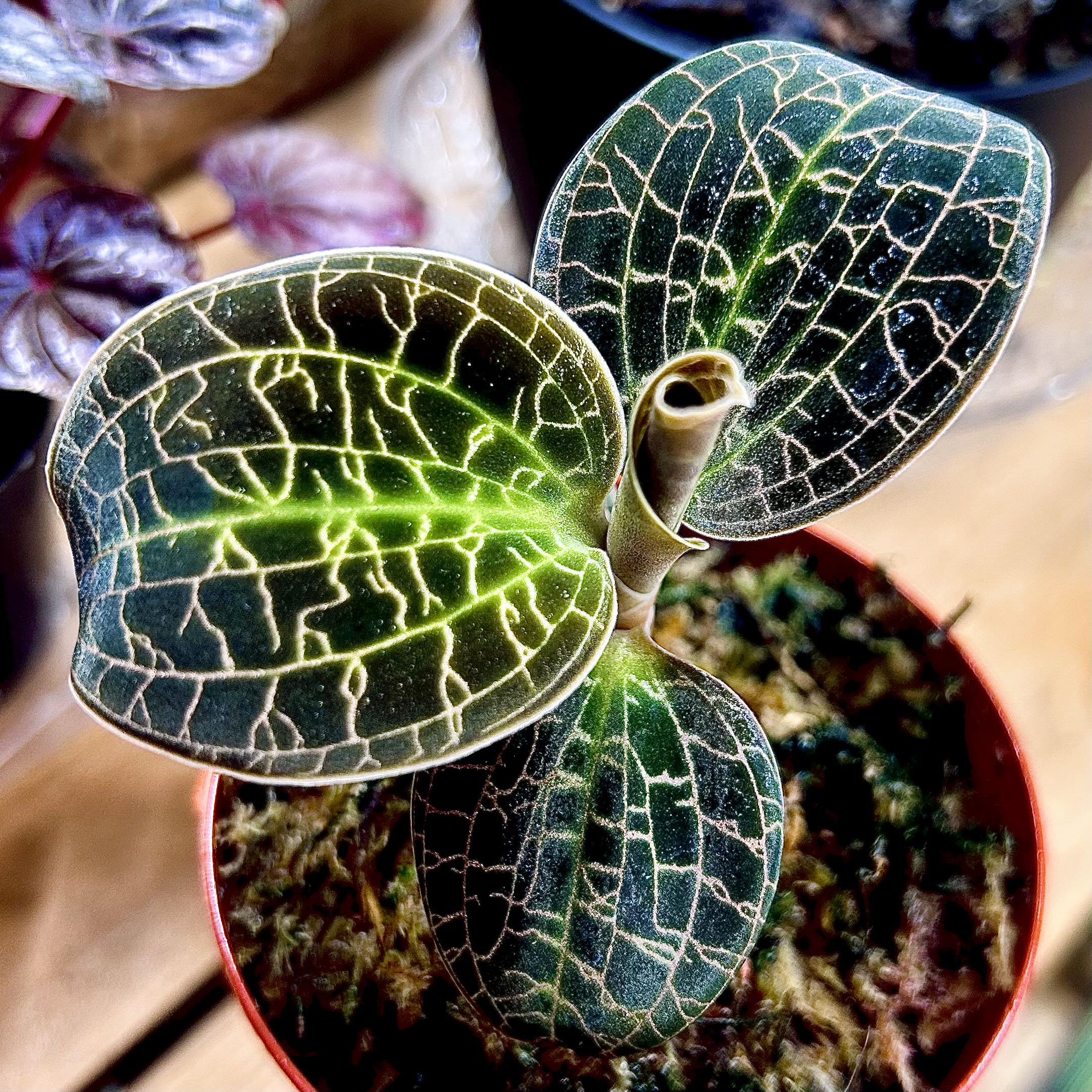 Photo of the plant species Jewel Orchid by @Theoreyofplants named ‘Gold Dust’ Macodes sanderiana x limii on Greg, the plant care app