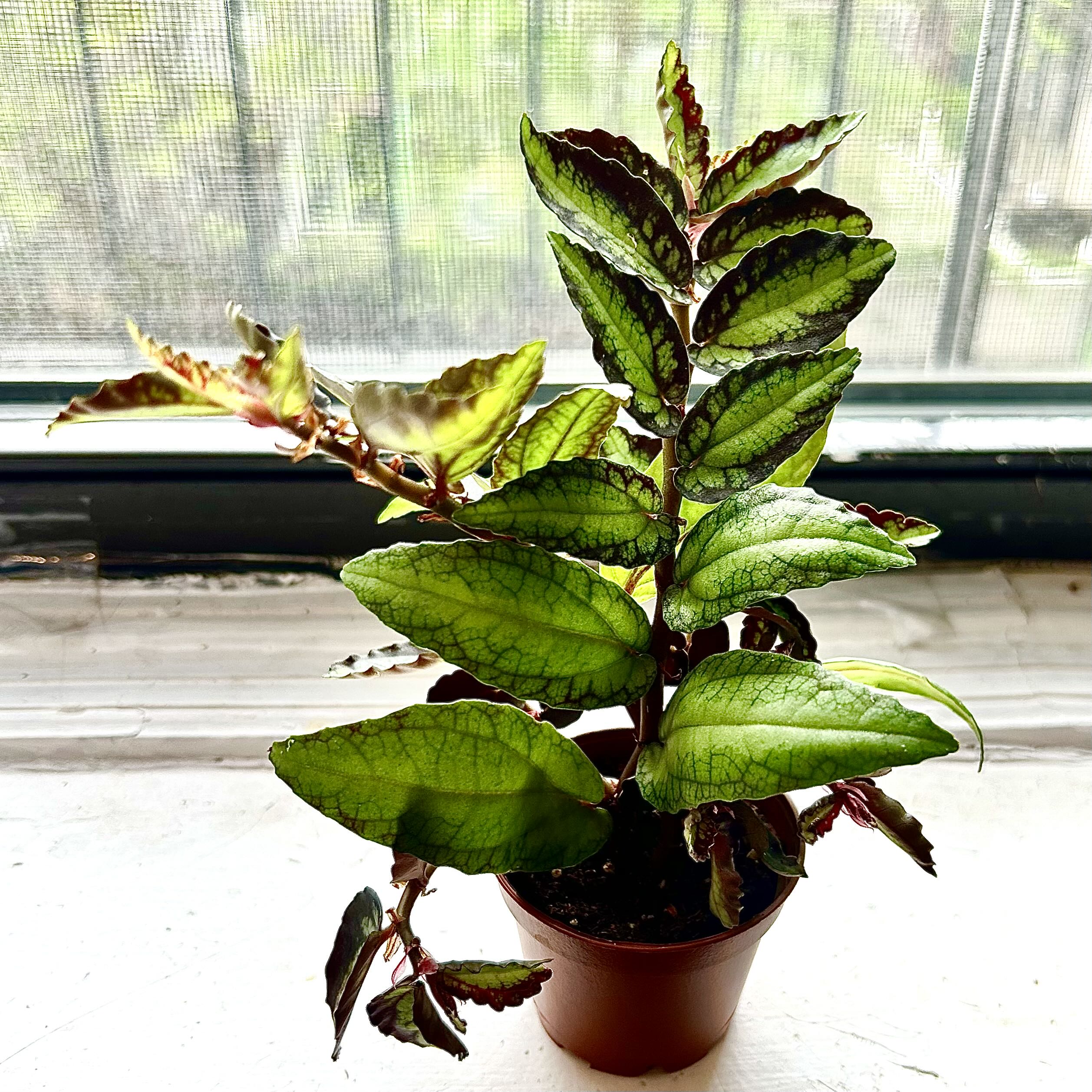 Photo of the plant species Watermelon Pelliona by @Theoreyofplants named Watermelon Vine on Greg, the plant care app