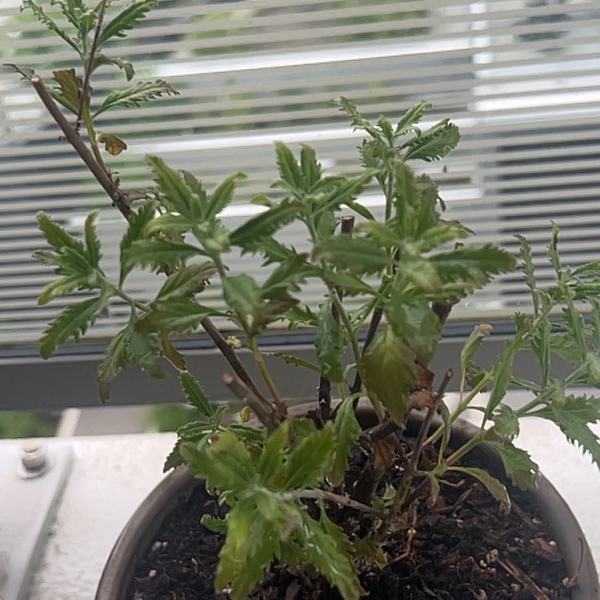 Photo of the plant species Russian Sage 'Crazyblue' by @PiousMarigold57 named Dmitri the Russian Sage on Greg, the plant care app