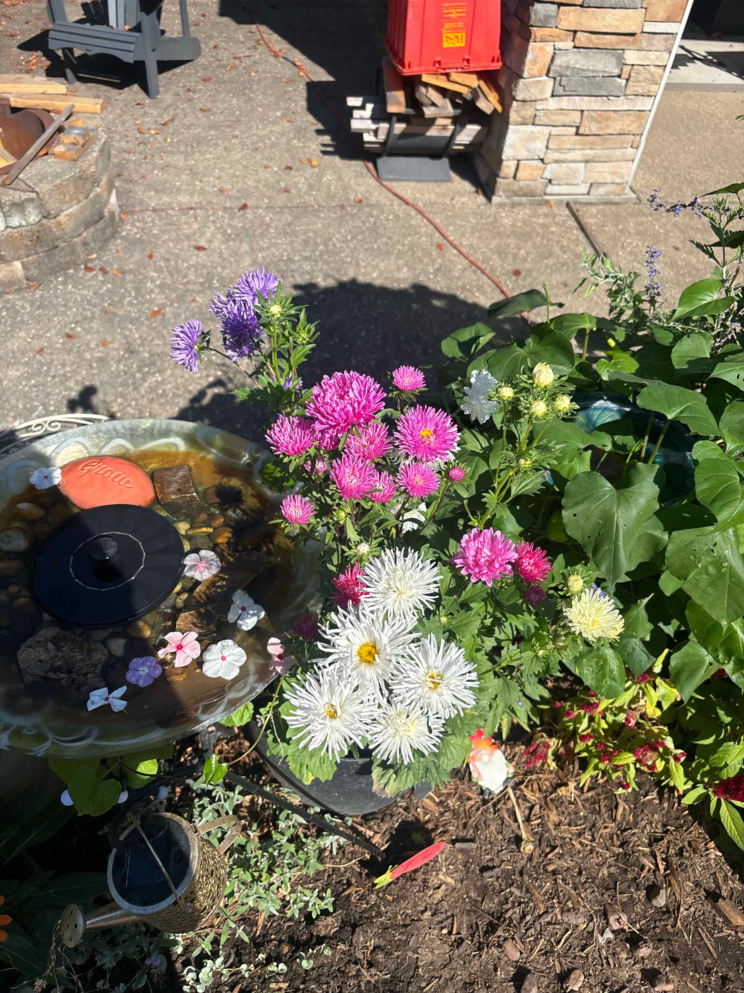 Photo of the plant species Garden Aster by @ReallyWildtea11 named Orlando Bloom on Greg, the plant care app