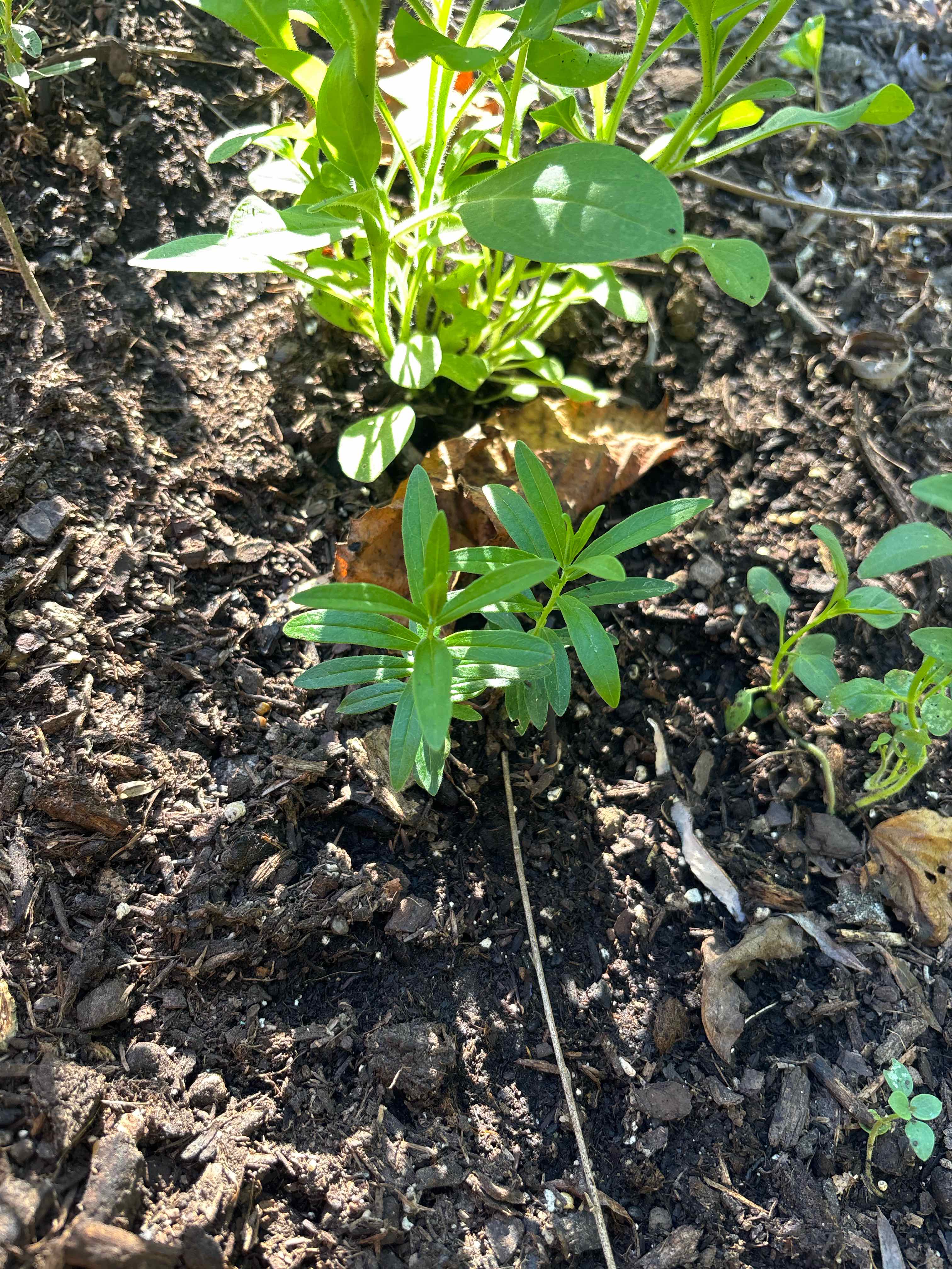 Photo of the plant species Aster by @ReallyWildtea11 named Marley on Greg, the plant care app