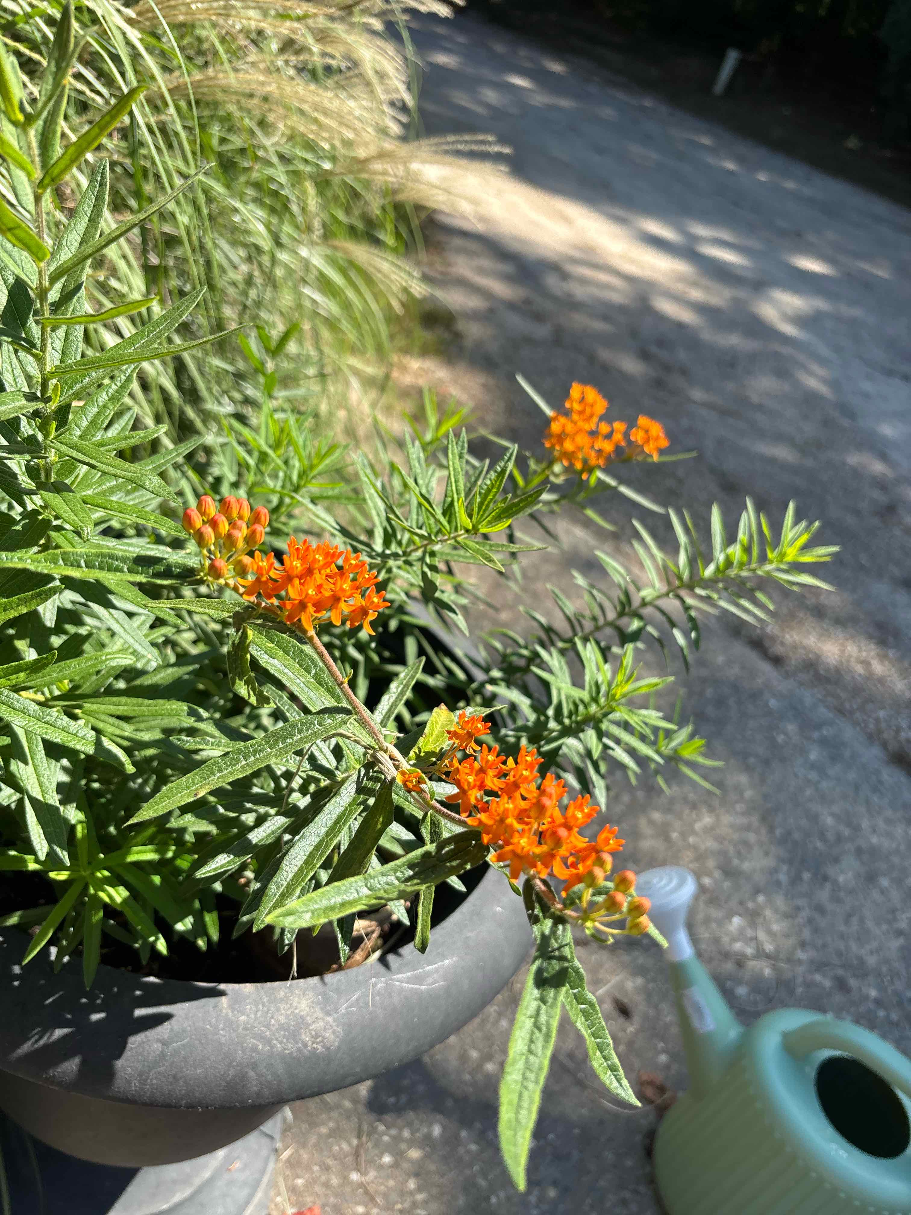 Photo of the plant species Butterfly Weed by @ReallyWildtea11 named Lebron on Greg, the plant care app