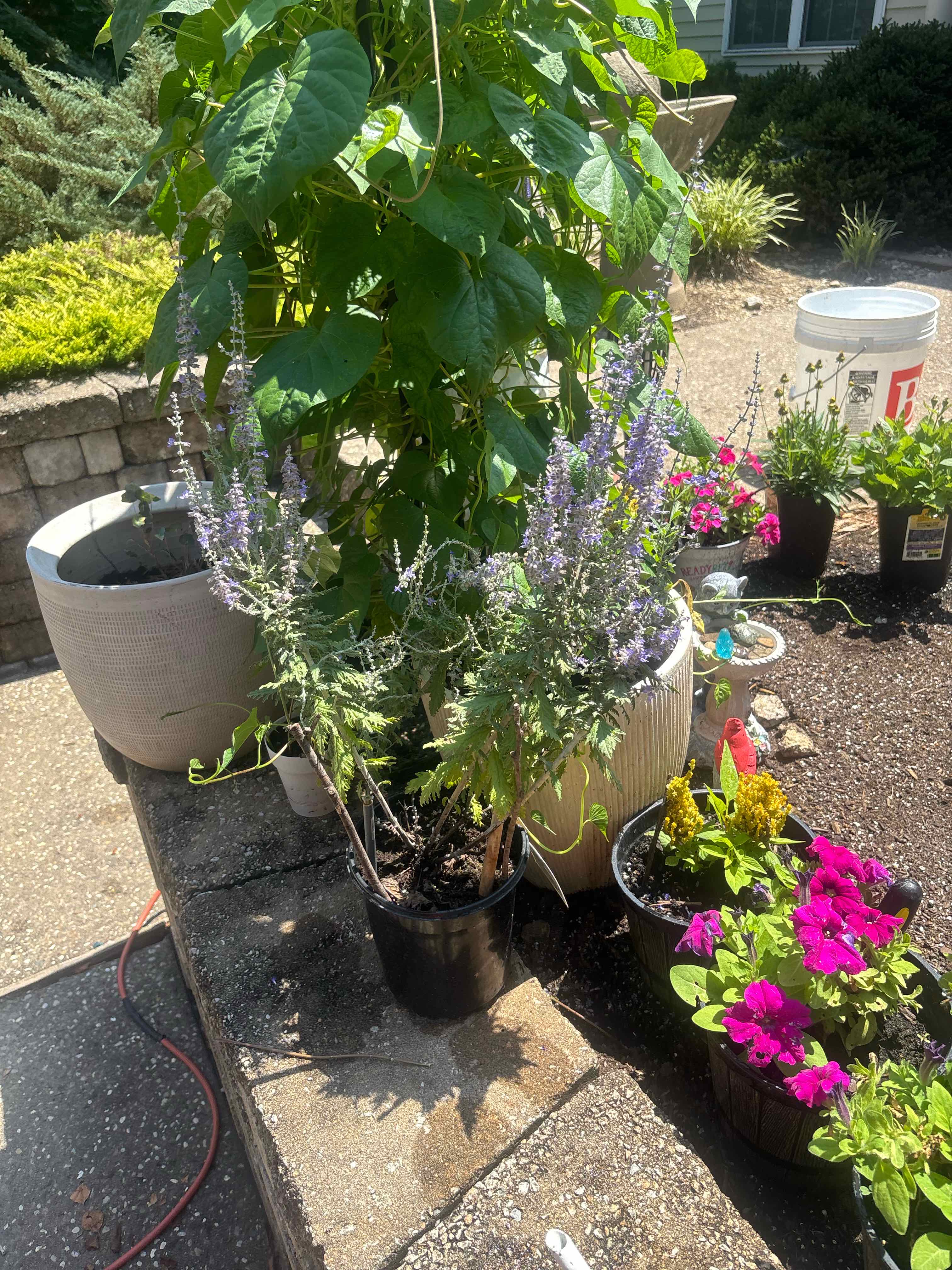 Photo of the plant species Russian Sage 'Crazyblue' by @ReallyWildtea11 named Robert Plant on Greg, the plant care app