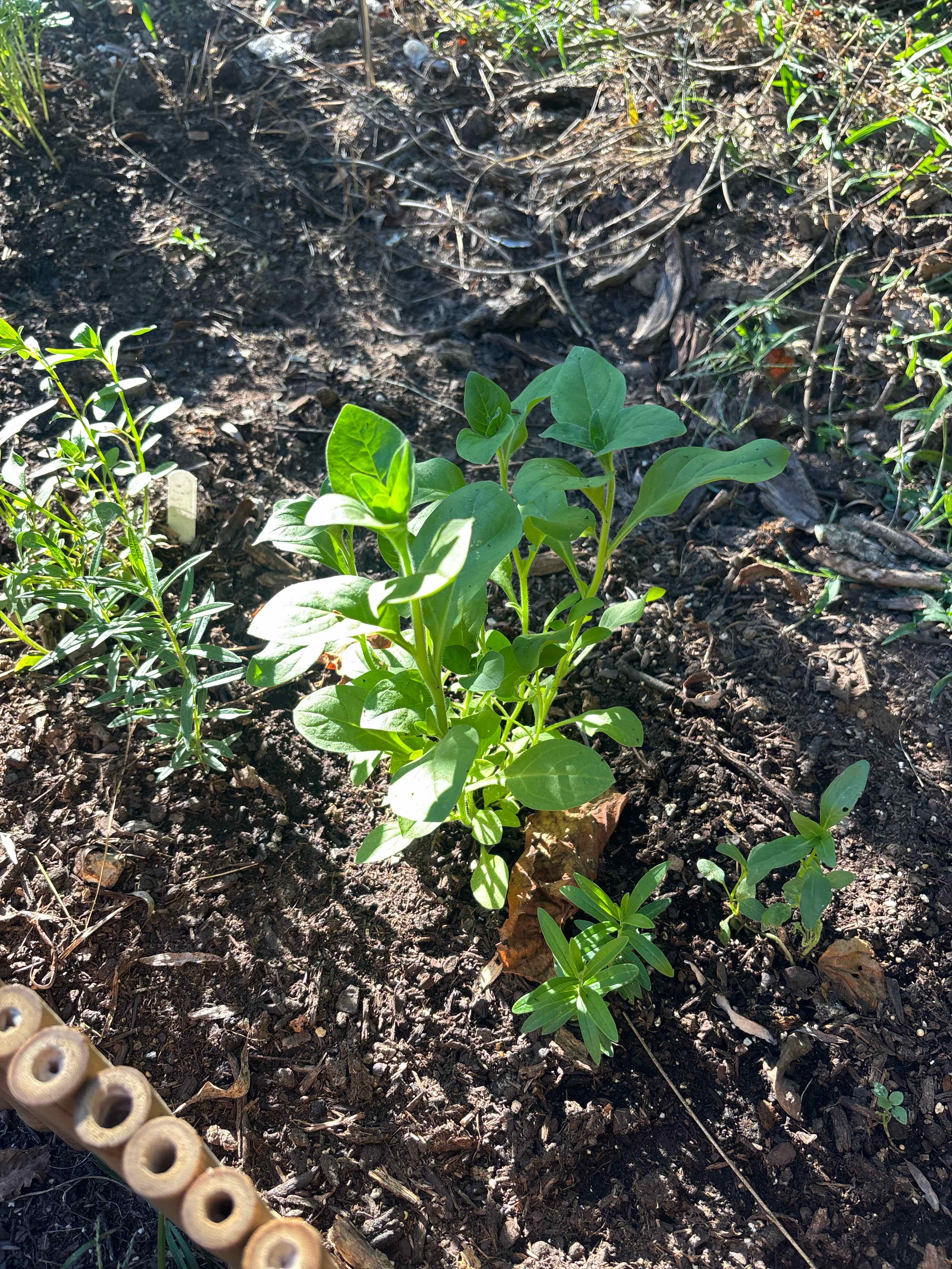 Photo of the plant species Midnight Gold Petunia by @ReallyWildtea11 named Peter Parker on Greg, the plant care app