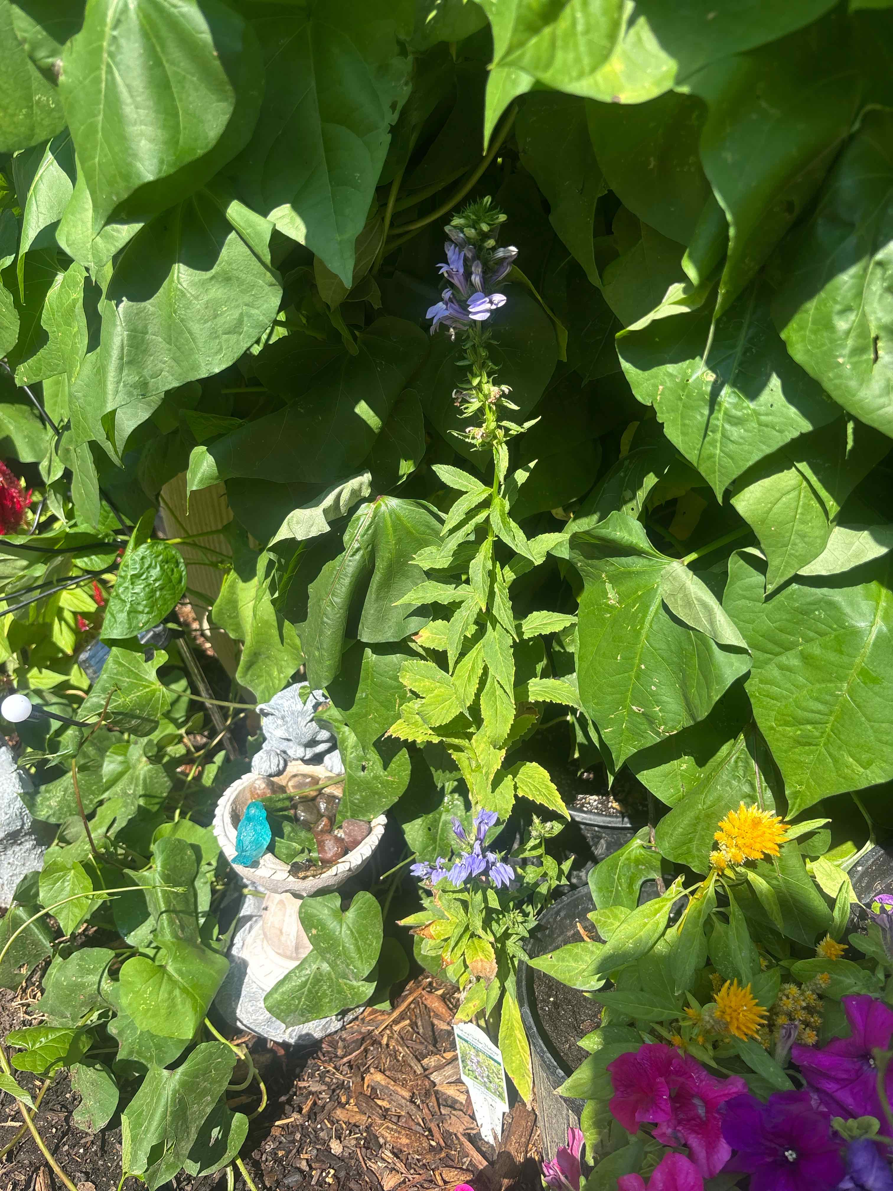 Photo of the plant species Lobelia 'Blue' by @ReallyWildtea11 named Drake on Greg, the plant care app
