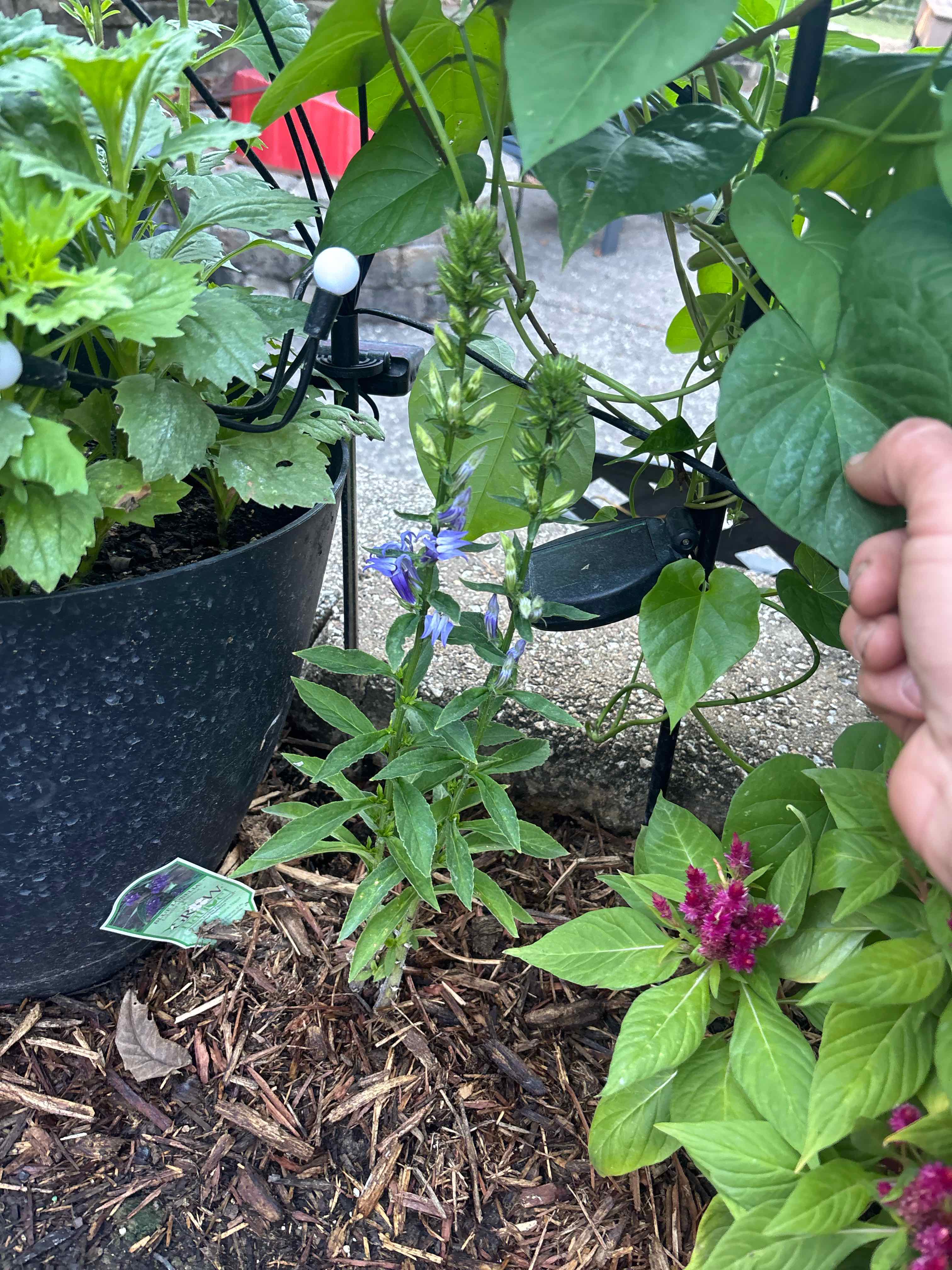 Photo of the plant species Lobelia 'Blue' by @ReallyWildtea11 named McKinley on Greg, the plant care app