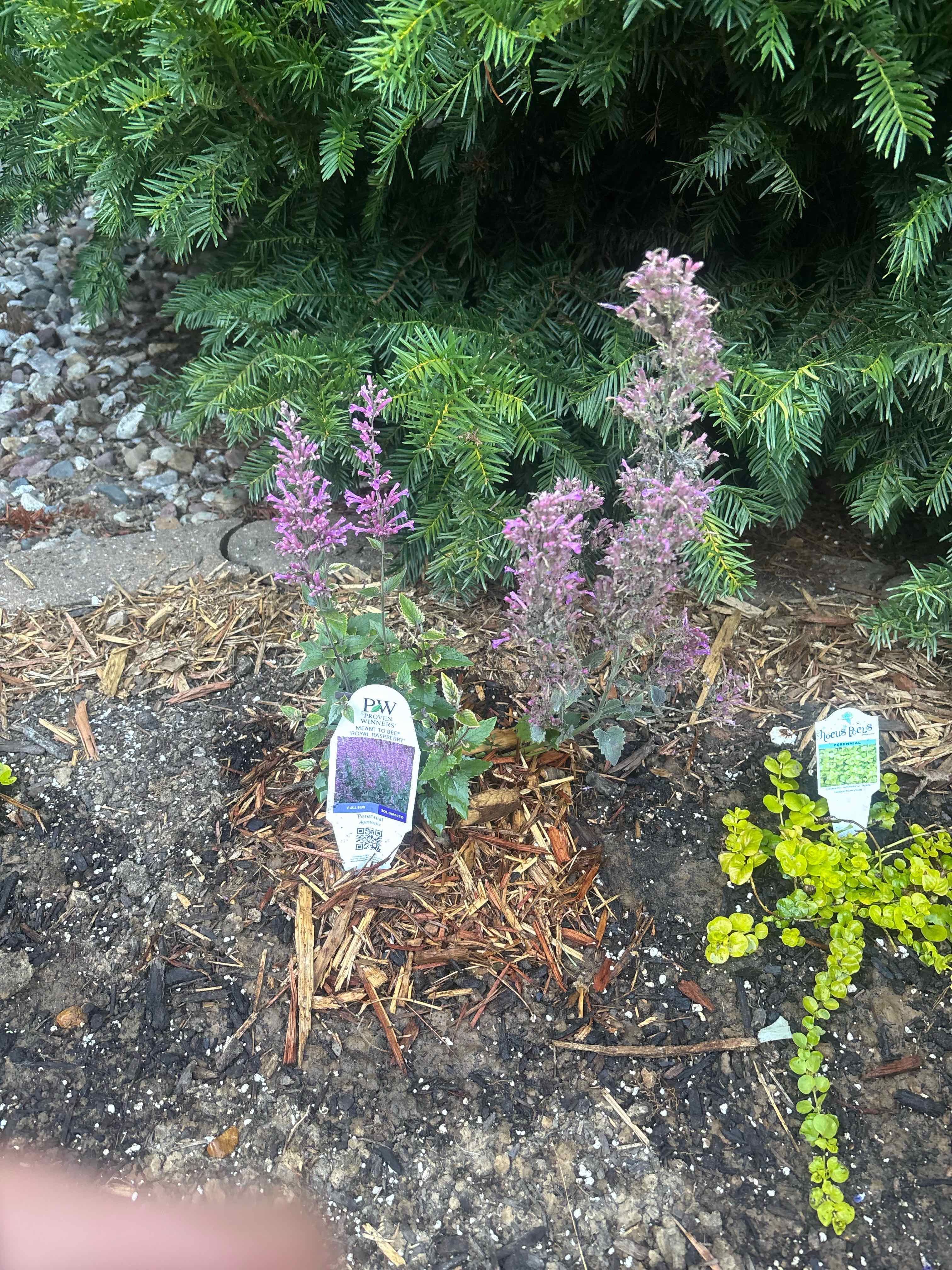 Photo of the plant species Tango Hummingbird Mint by @ReallyWildtea11 named Messi on Greg, the plant care app