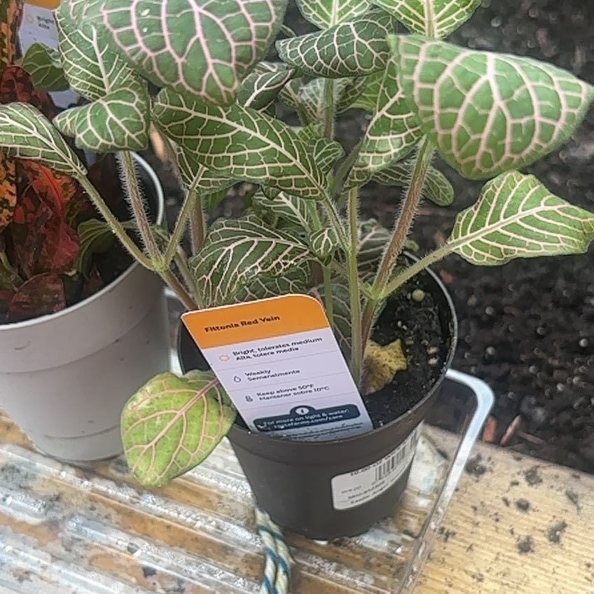 Photo of the plant species Red Vein by @ReallyWildtea11 named Baesil on Greg, the plant care app