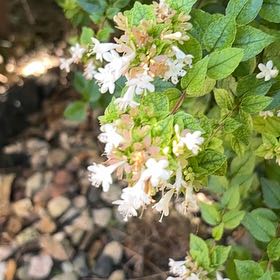 Photo of the plant species Beauty Bush by @ReallyWildtea11 named Forrest on Greg, the plant care app
