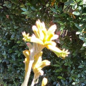 Photo of the plant species Yellow Kangaroo Paw Fern by @AliveBulrush41 named Gaga on Greg, the plant care app