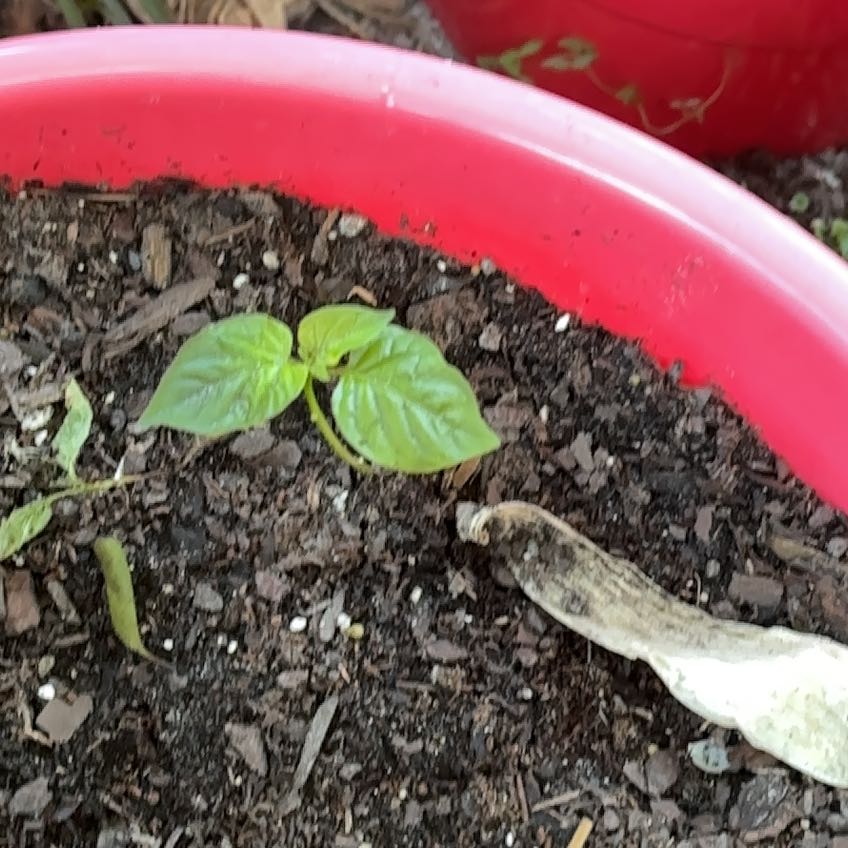 Photo of the plant species Lemon Pepper Tree by @FastWildlime17 named Lebron on Greg, the plant care app