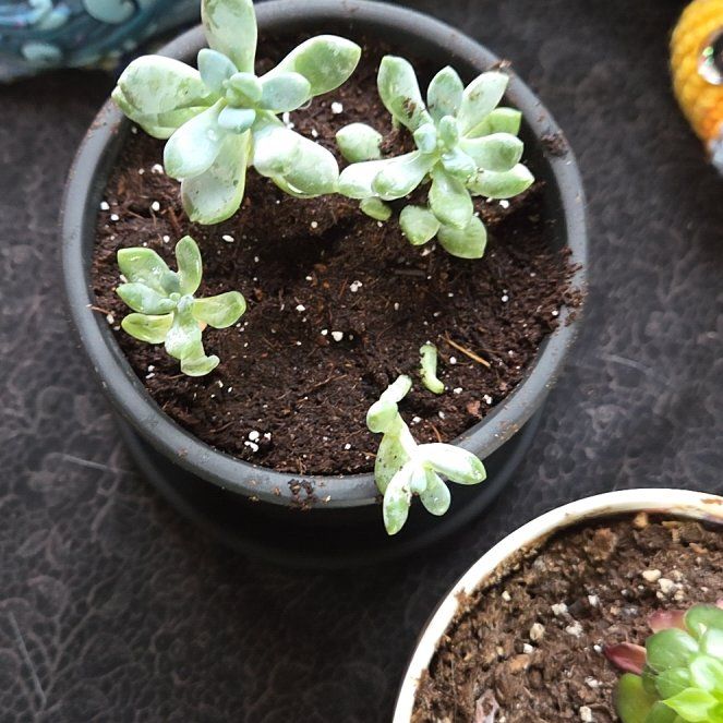 Photo of the plant species Jellybean Plant by @GracedRedrose82 named Winston on Greg, the plant care app