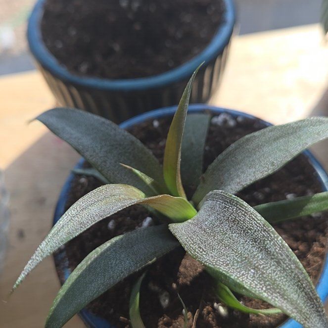 Photo of the plant species Lawyer's Tongue by @GracedRedrose82 named Oscar on Greg, the plant care app