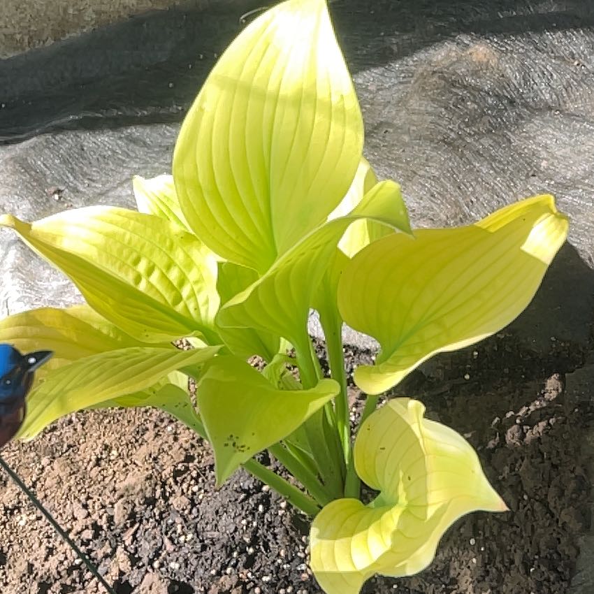 Photo of the plant species Hosta 'Patriot' by @LusciousHoya85 named Gates on Greg, the plant care app