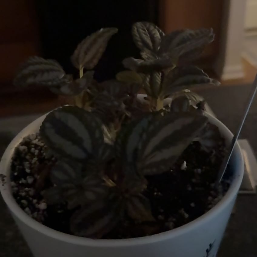 Photo of the plant species Pilea by @WillPurei99 named Leaf Erickson on Greg, the plant care app