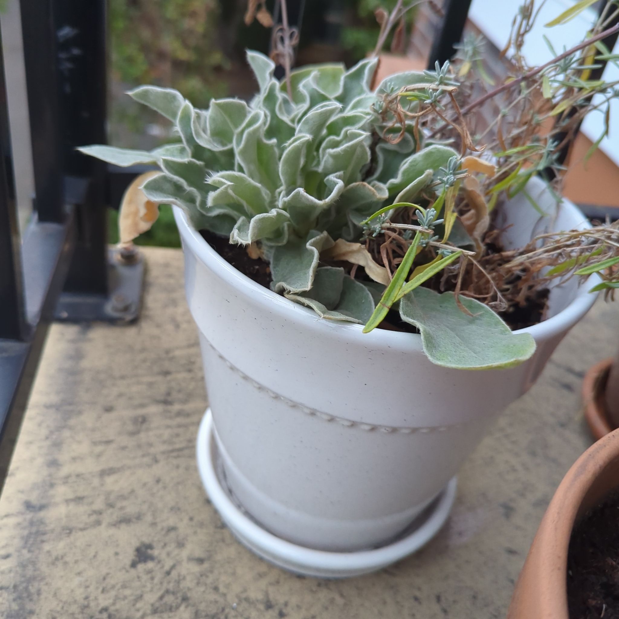 Photo of the plant species Rose Campion by @ProGinger65 named Aristotle on Greg, the plant care app