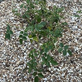 Photo of the plant species California Wildrose by @NativeCarrottop named Lil Rosey on Greg, the plant care app