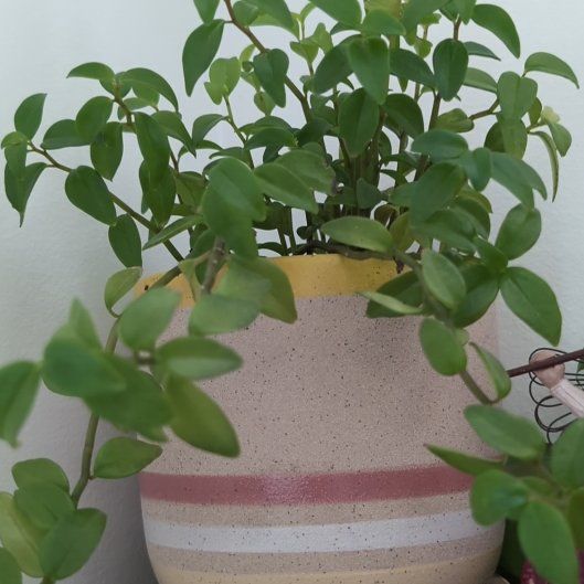 Photo of the plant species Peperomia 'Amigo Marcello' by @UprightMira named Pax on Greg, the plant care app
