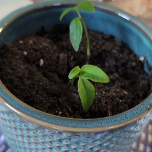 Photo of the plant species Amigo Marcello by @UprightMira named Messi on Greg, the plant care app