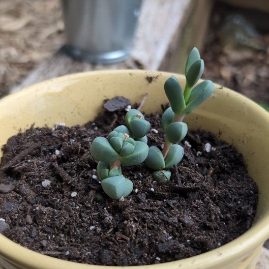 Photo of the plant species Corpuscularia by @UprightMira named James Dean on Greg, the plant care app