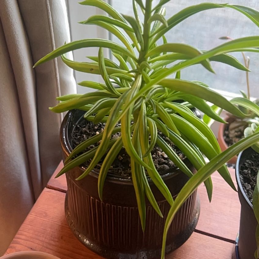 Photo of the plant species Happy Bean Peperomia by @DiverseRye39 named Austen on Greg, the plant care app