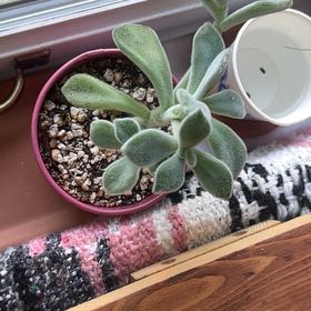 Photo of the plant species White Chenille Plant by @DiverseRye39 named Gregarious on Greg, the plant care app