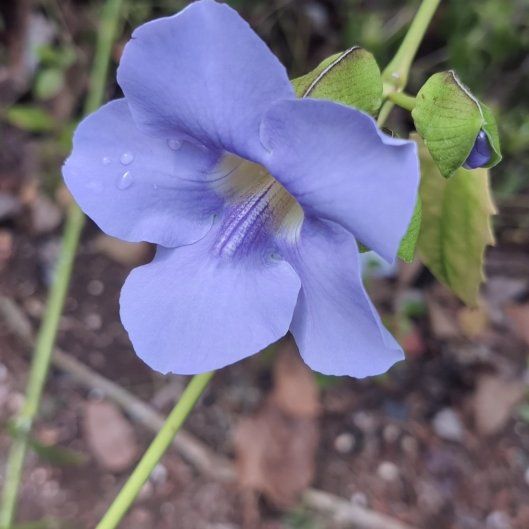 Photo of the plant species Bengal Clockvine by @VeteranGalega13 named Kesha on Greg, the plant care app