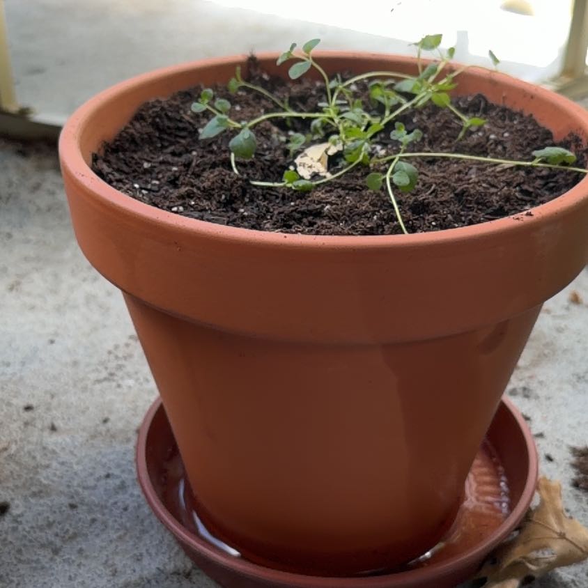 Photo of the plant species Oregano by @GreatLacealoe named Doja Cat on Greg, the plant care app