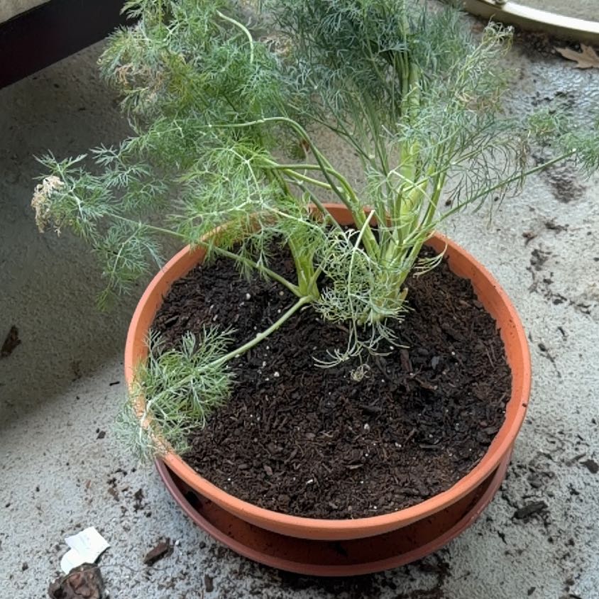 Photo of the plant species Dill by @GreatLacealoe named Terra on Greg, the plant care app