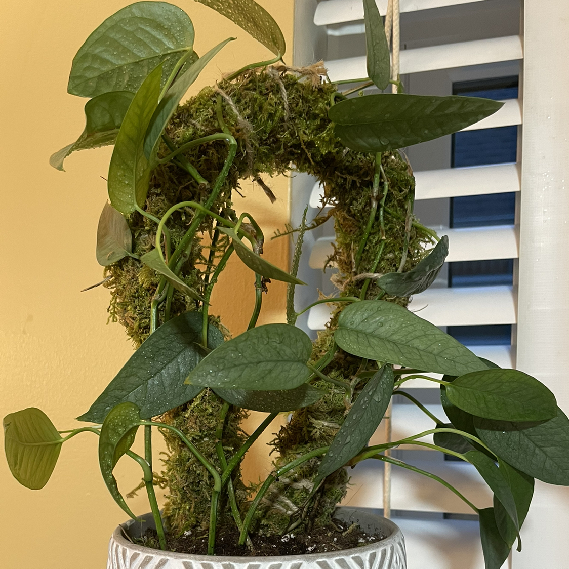 Cebu Blue Pothos plant photo by @Karah86 named Ceburina Spellman on Greg, the plant care app.