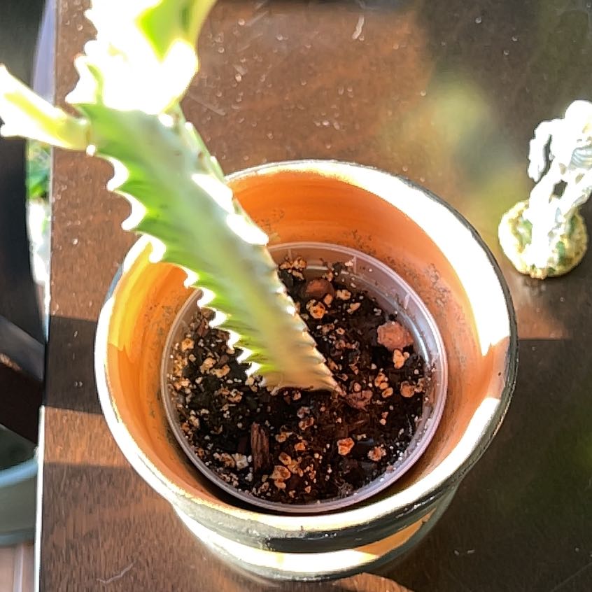 Photo of the plant species White Ghost Cactus by @P1antAddict named Delilah on Greg, the plant care app