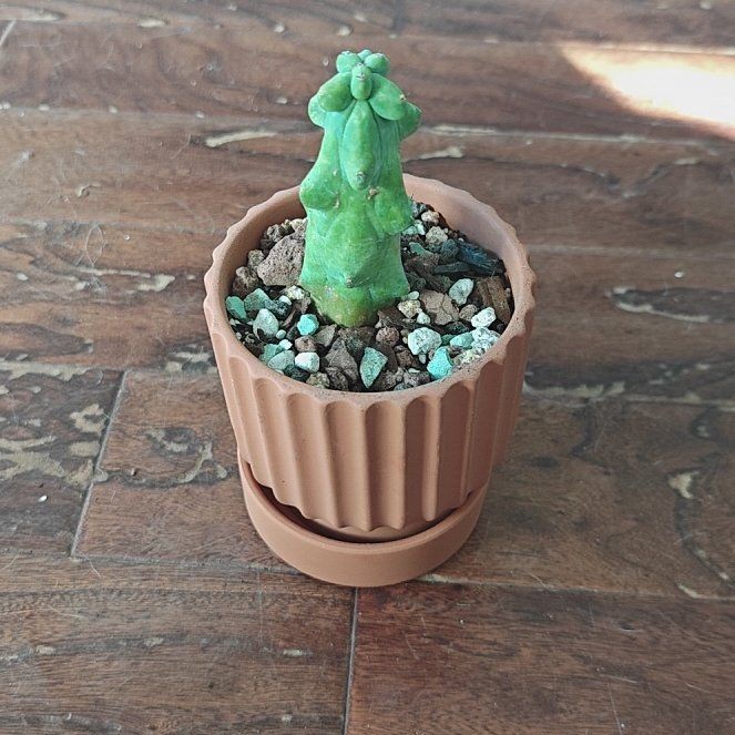 Photo of the plant species Boobie cactus by @P1antAddict named Messi on Greg, the plant care app