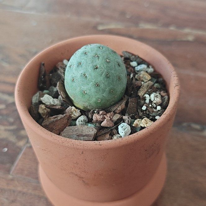 Photo of the plant species Tephrocactus geometricus by @P1antAddict named Frosty on Greg, the plant care app