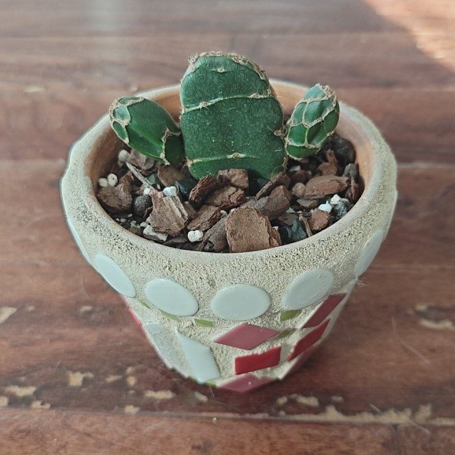 Photo of the plant species Cobra Cactus by @P1antAddict named Bigleef Smalls on Greg, the plant care app