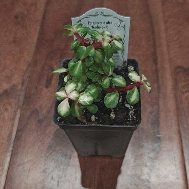 Photo of the plant species Rainbow Bush by @P1antAddict named Harmony on Greg, the plant care app