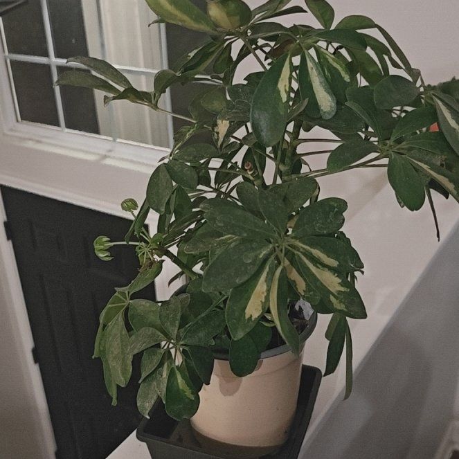 Photo of the plant species Variegated Dwarf Umbrella Tree by @P1antAddict named Sherlock on Greg, the plant care app