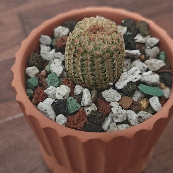 Photo of the plant species Rainbow Hedgehog Cactus 'Album' by @P1antAddict named Sigmund on Greg, the plant care app