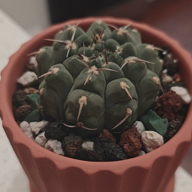 Photo of the plant species Assorted Gymnocalycium by @P1antAddict named Luna on Greg, the plant care app