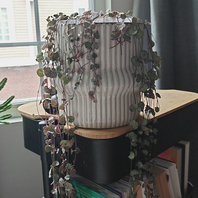 Photo of the plant species variegated string of hearts by @P1antAddict named Baesil on Greg, the plant care app