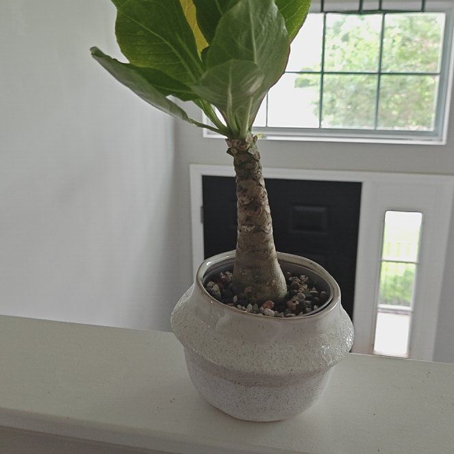 Photo of the plant species Hawaiian Palm by @P1antAddict named Pudge on Greg, the plant care app