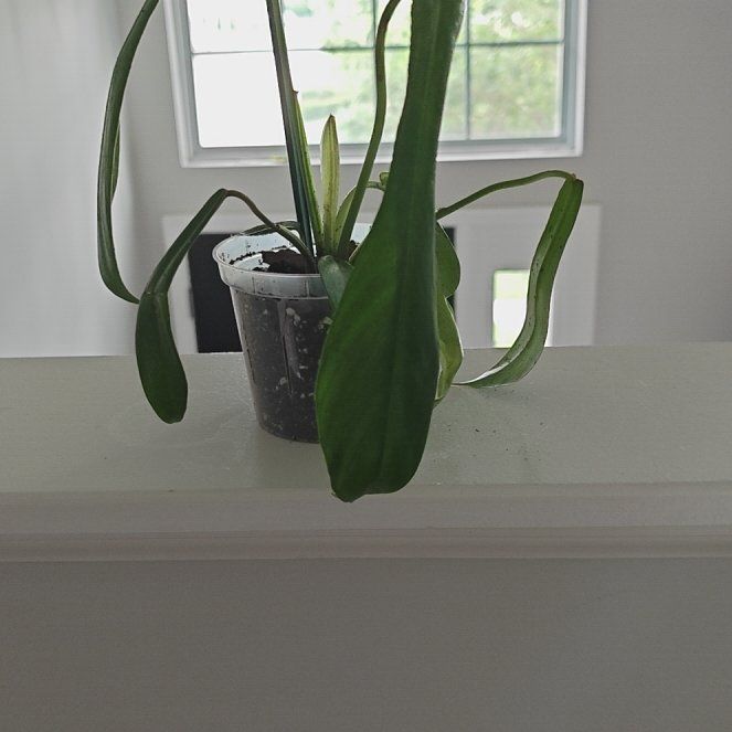 Photo of the plant species Electric Eel by @P1antAddict named Zyllan on Greg, the plant care app