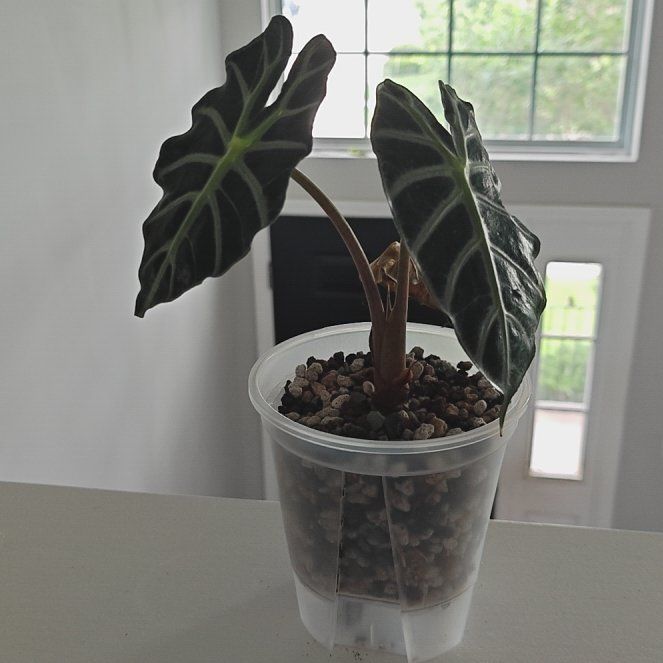 Photo of the plant species Alocasia 'Parasol' by @P1antAddict named Tree Diddy on Greg, the plant care app