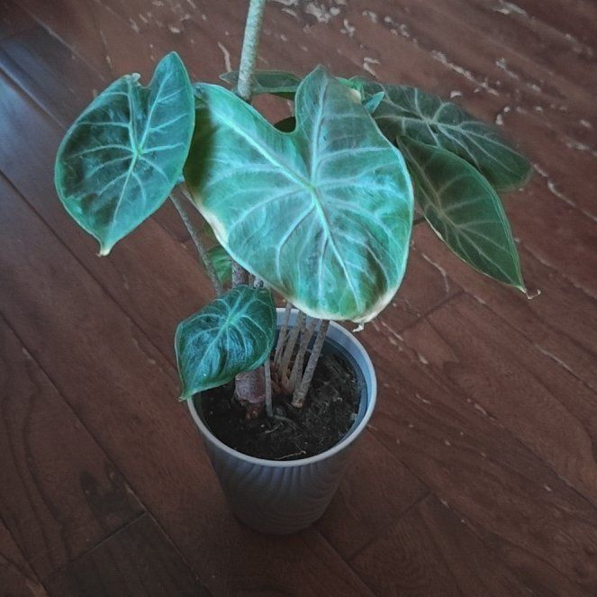 Photo of the plant species ivory coast by @P1antAddict named Gomez on Greg, the plant care app