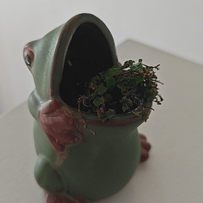 Photo of the plant species String of Frogs by @P1antAddict named Denali on Greg, the plant care app