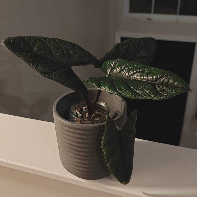 Photo of the plant species Alocasia Scalprum by @P1antAddict named Planty on Greg, the plant care app